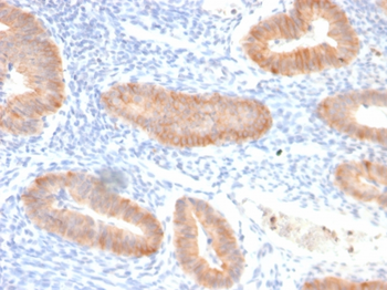 IL10 Antibody