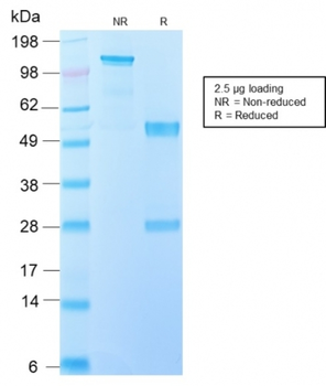 IL10 Antibody