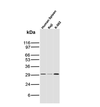 IL10 Antibody