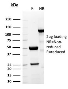 IL10 Antibody