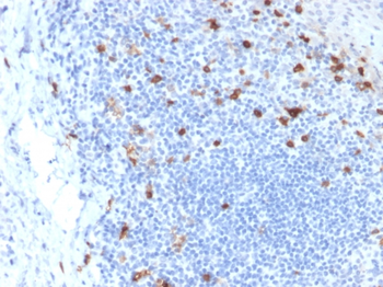 ITGAE Antibody