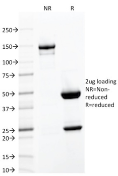 ITGAE Antibody