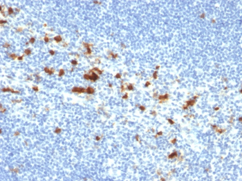 ITGAE Antibody