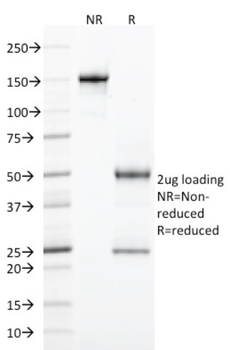 ITGAE Antibody