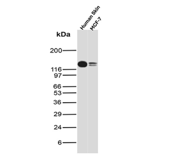 IVL Antibody