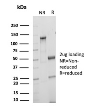 IVL Antibody