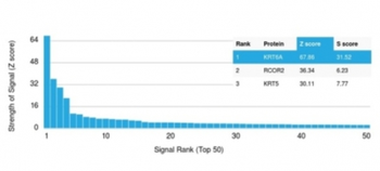 KRT6A Antibody