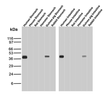 KRT8 Antibody