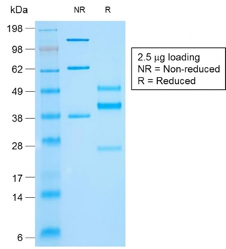 KRT10 Antibody