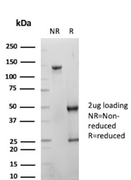 KRT10 Antibody