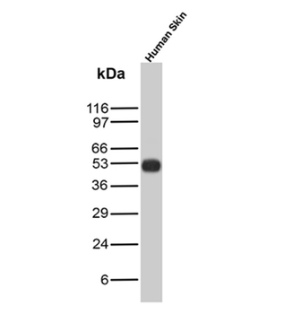 KRT10 Antibody