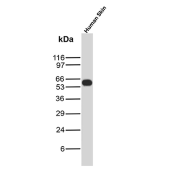 KRT10 Antibody