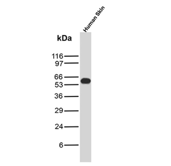 KRT10 Antibody