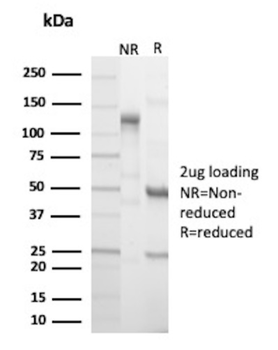 KRT15 Antibody
