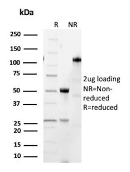 KRT16 Antibody