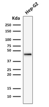 KRT19 Antibody