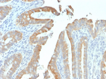 KRT19 Antibody