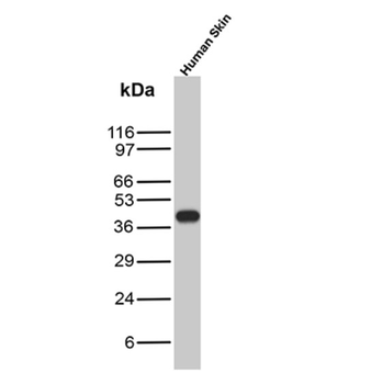 KRT19 Antibody
