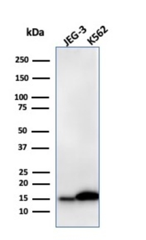 LGALS1 Antibody