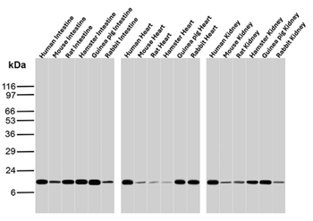 LGALS1 Antibody