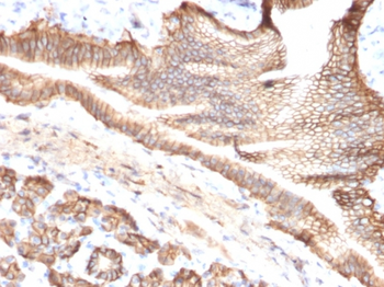TACSTD2 Antibody