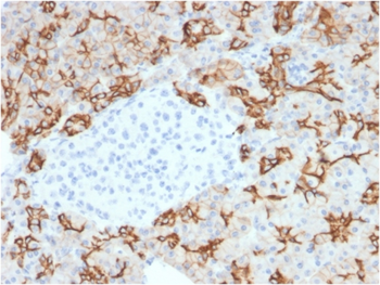 TACSTD2 Antibody