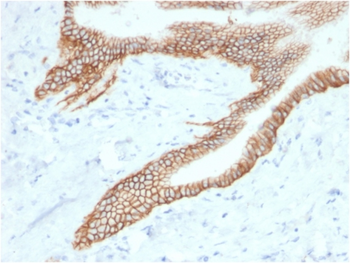 TACSTD2 Antibody