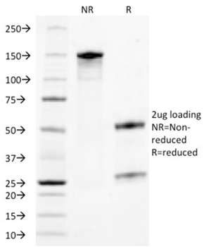 TACSTD2 Antibody