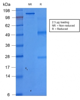 EPCAM Antibody