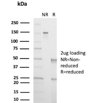EPCAM Antibody