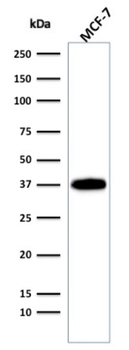 EPCAM Antibody