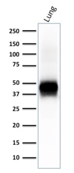 EPCAM Antibody