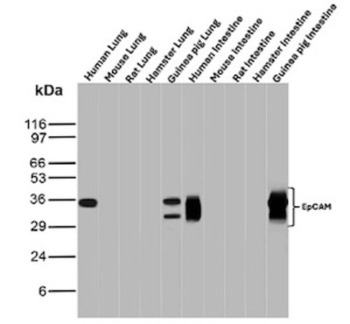 EPCAM Antibody