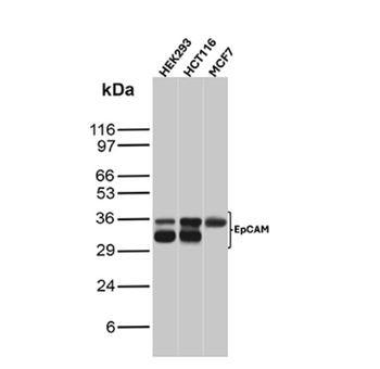 EPCAM Antibody