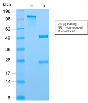 MCM7 Antibody