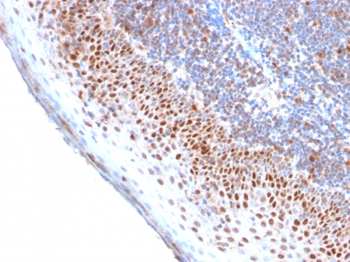 MCM7 Antibody