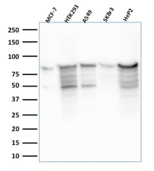 MCM7 Antibody