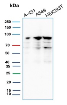 MCM7 Antibody