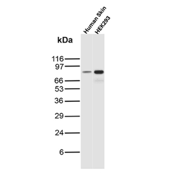 MCM7 Antibody