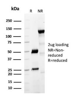 MCM7 Antibody