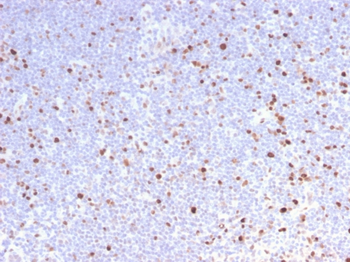 MCM7 Antibody
