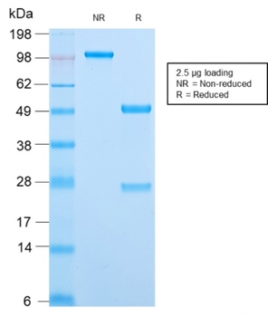 MCM7 Antibody