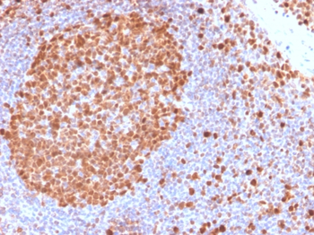 MCM7 Antibody