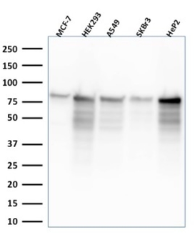 MCM7 Antibody