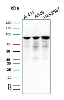 MCM7 Antibody