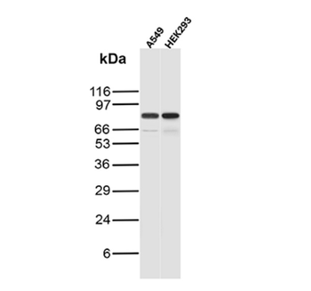 MCM7 Antibody