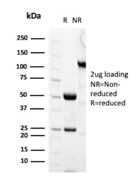 MCM7 Antibody
