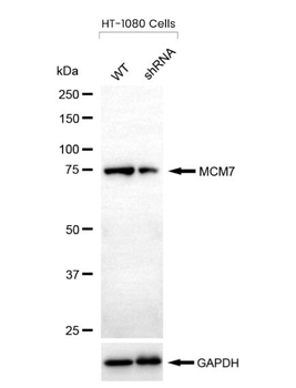 MCM7 Antibody