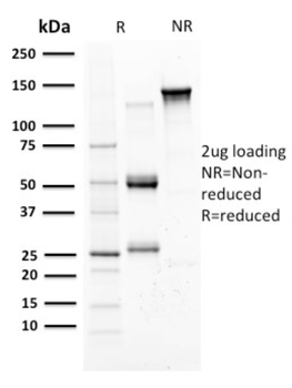 SCGB2A2 Antibody