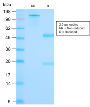 SCGB2A2 Antibody